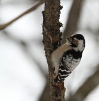 /album/sepon-luontokuvat/img5614-jpg/