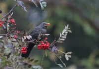/album/sepon-luontokuvat/img-5670-jpg/